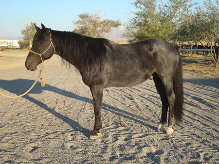 Dusty Uptown Doc---2004 bay quarter horse gelding