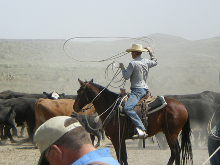 Dusty Uptown Doc---2004 bay quarter horse gelding