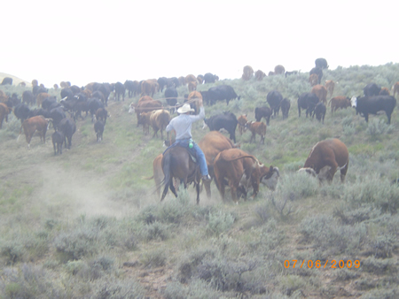 Willie Dry San - 2004 brown quarater horse gelding.