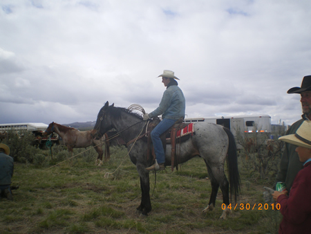 Shuffle to Cash - 2004 blue roan quarter horse gelding.