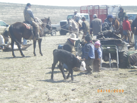 Obadiah Shuffle Cash - 2005 brown quarter horse gelding