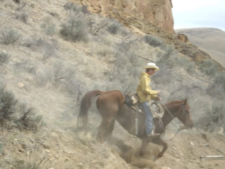 Titus Gold Cash - sorrel - 2005 gelding - quarter horse